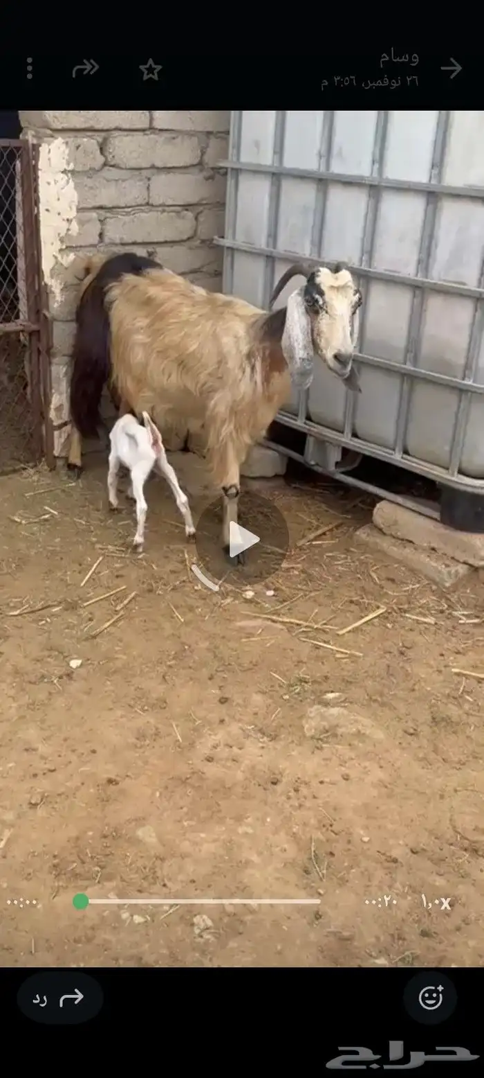 عنز عارضيه 1