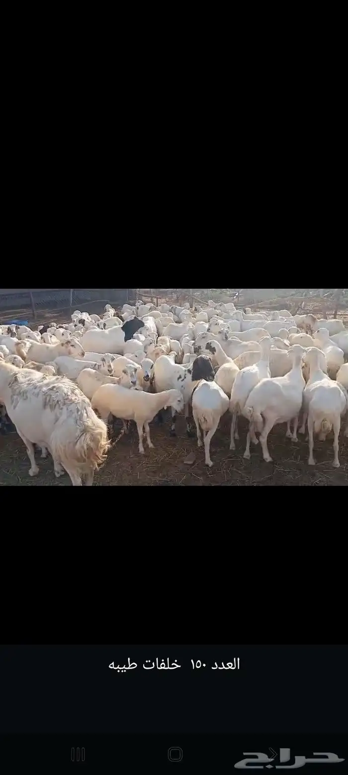 يوجد لدينا ضان رفيددات مولدات ودفيع 0