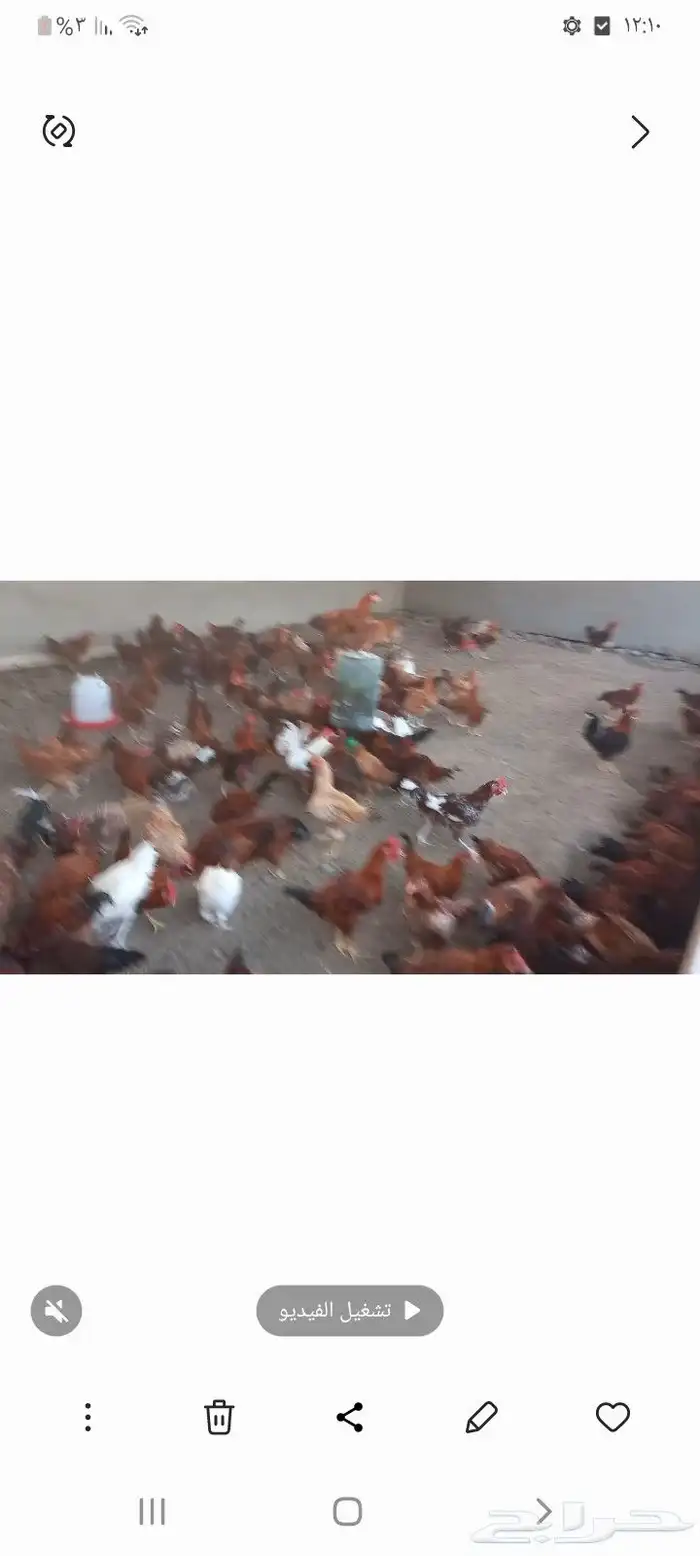 بسم الله موجود دجاج موجود بيض كميه موجود دجاج صغير موجود بط 2