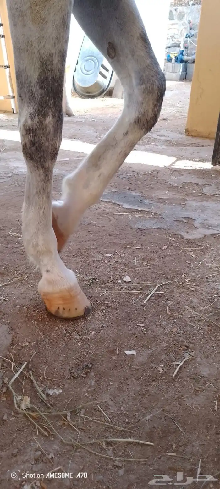 حصان اصفر للبيع 8