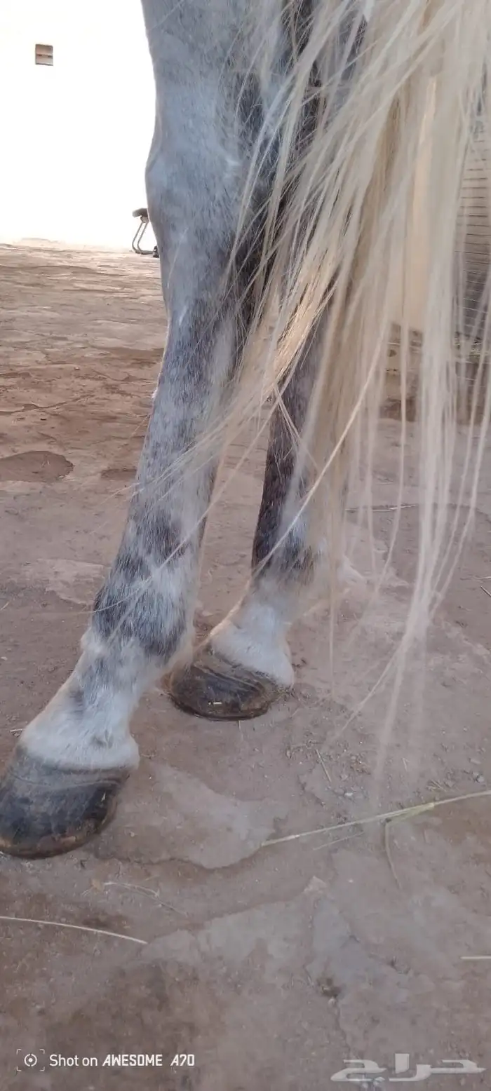 حصان اصفر للبيع 4