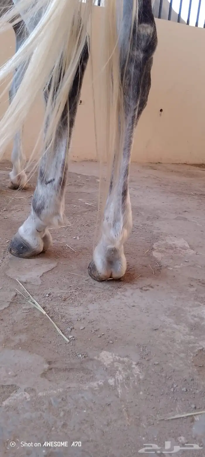 حصان اصفر للبيع 16
