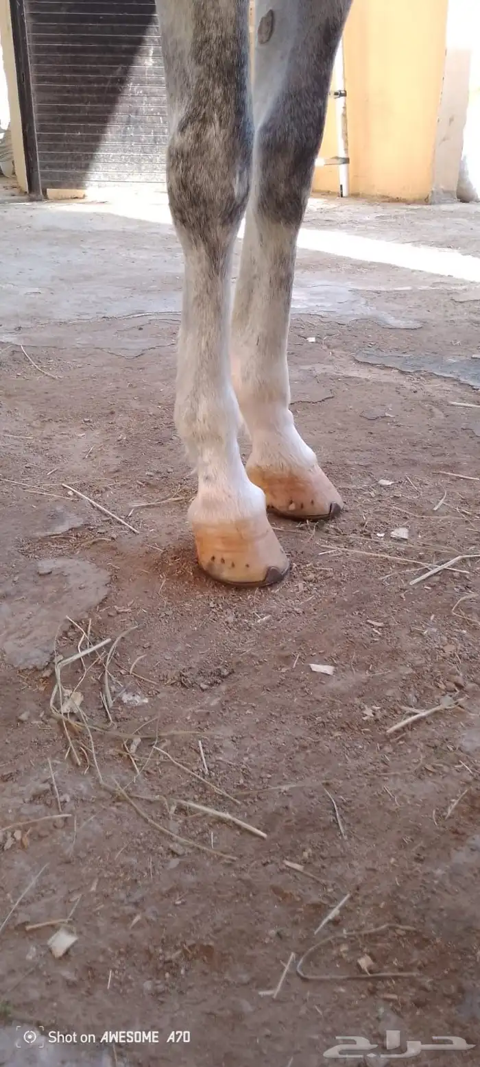 حصان اصفر للبيع 5