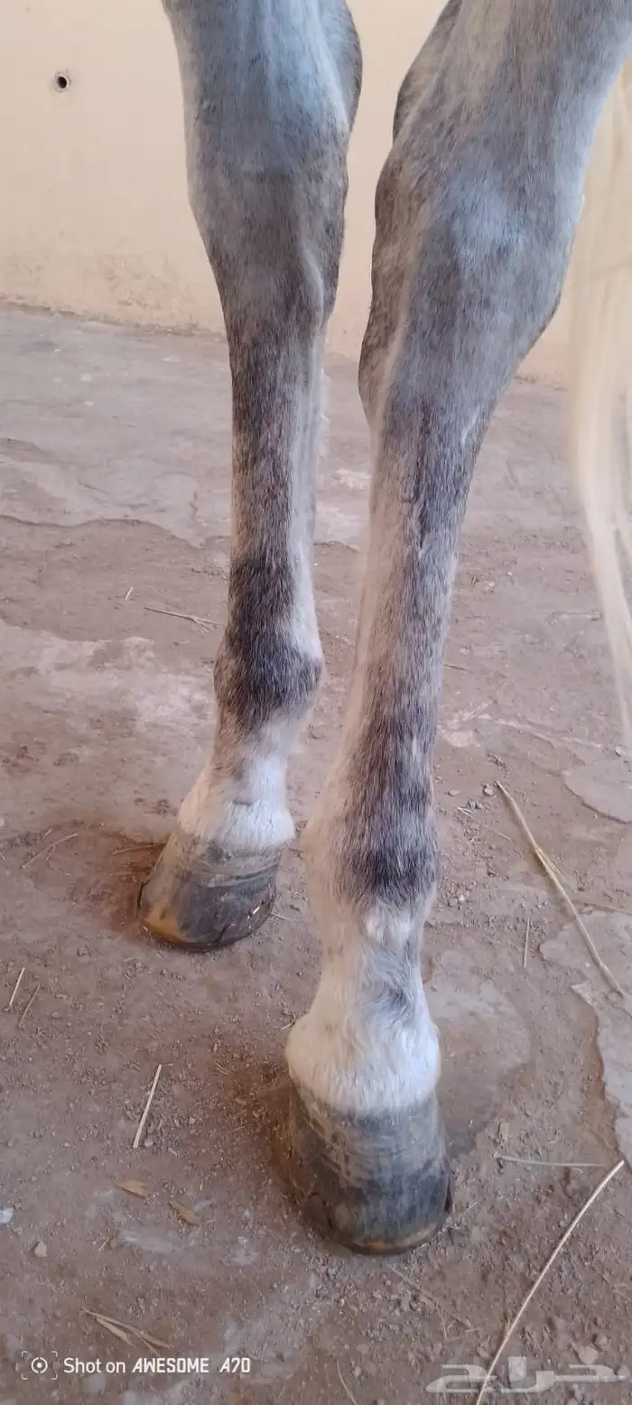 حصان اصفر للبيع 9