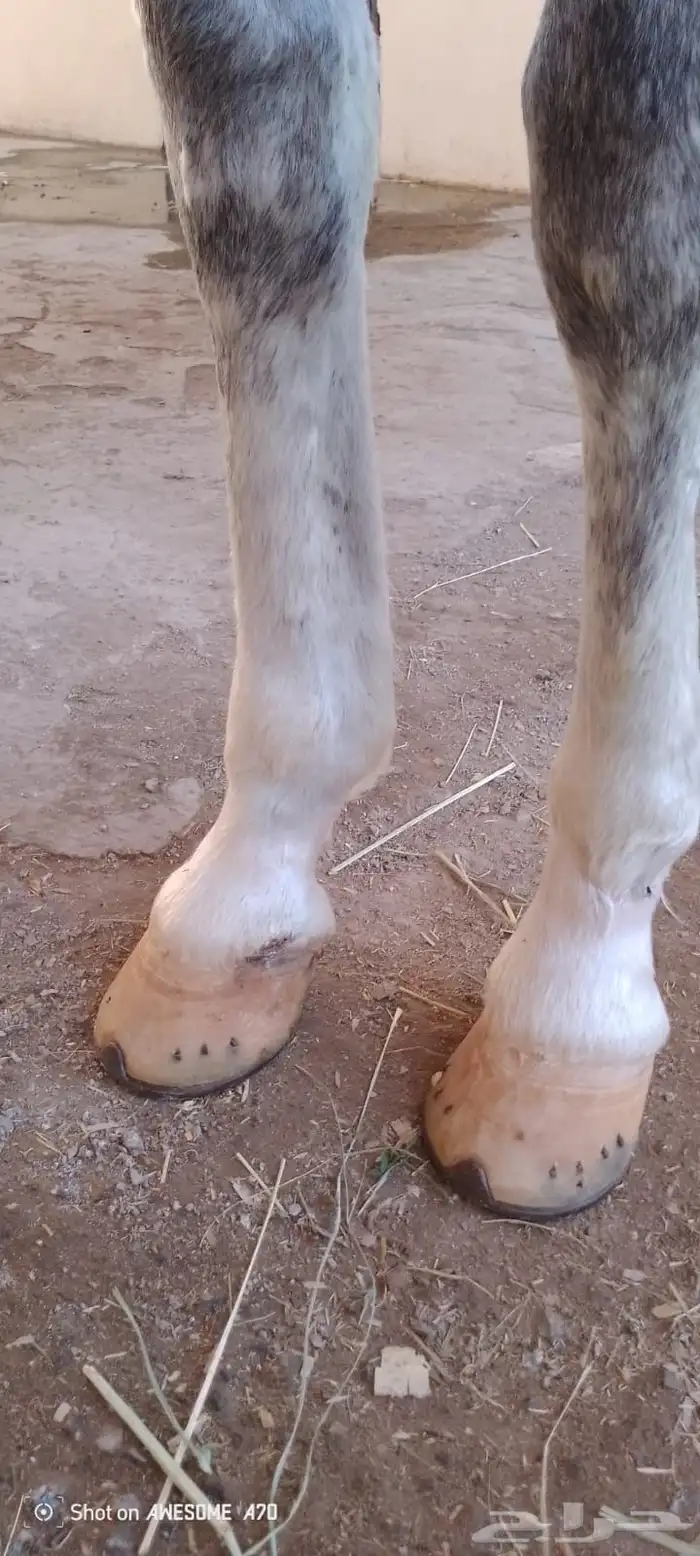 حصان اصفر للبيع 10