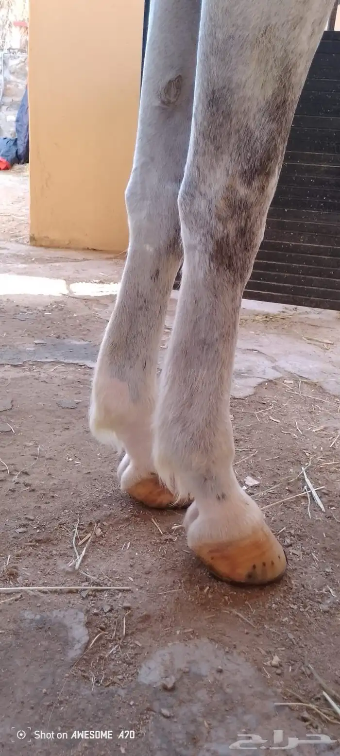 حصان اصفر للبيع 11