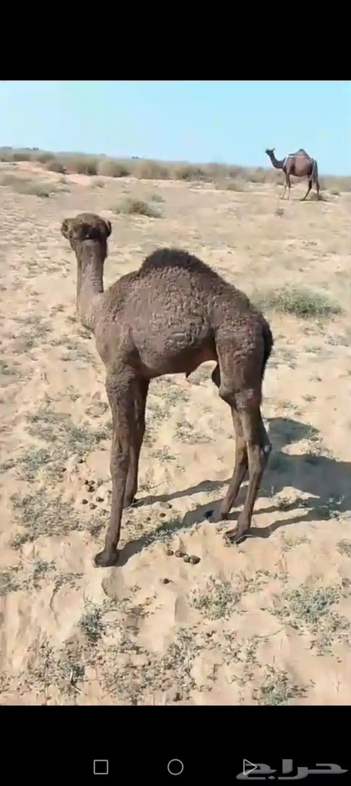 حوار للبيع 1