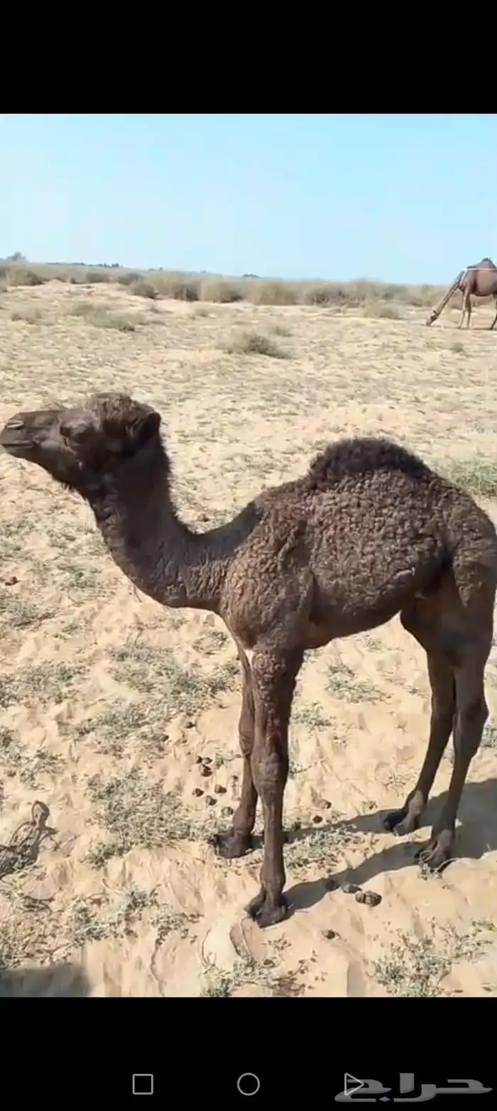 حوار للبيع 0