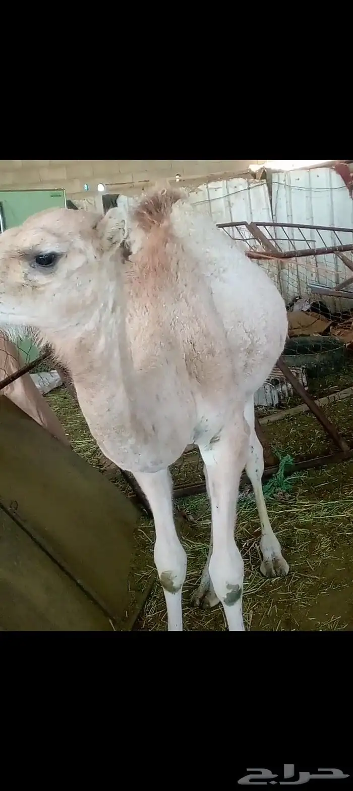 الجوه سراة عبيده 0