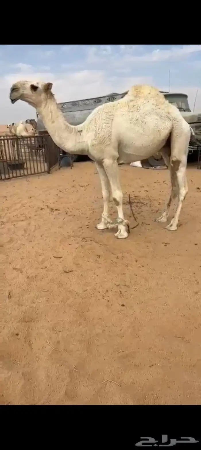 للبيع قعود حق رماني والددمشوار بعير عبيد زايد العصيمي 2