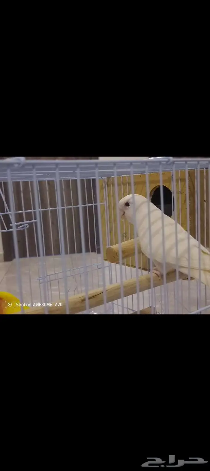 زوج روز شرط 0