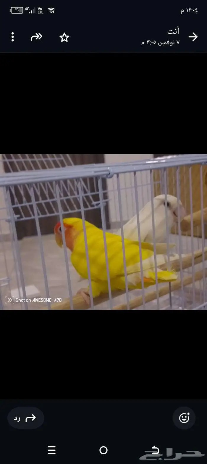 زوج روز شرط 1