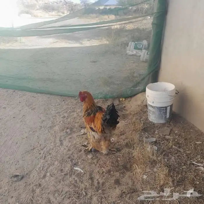 ديك براهما 0