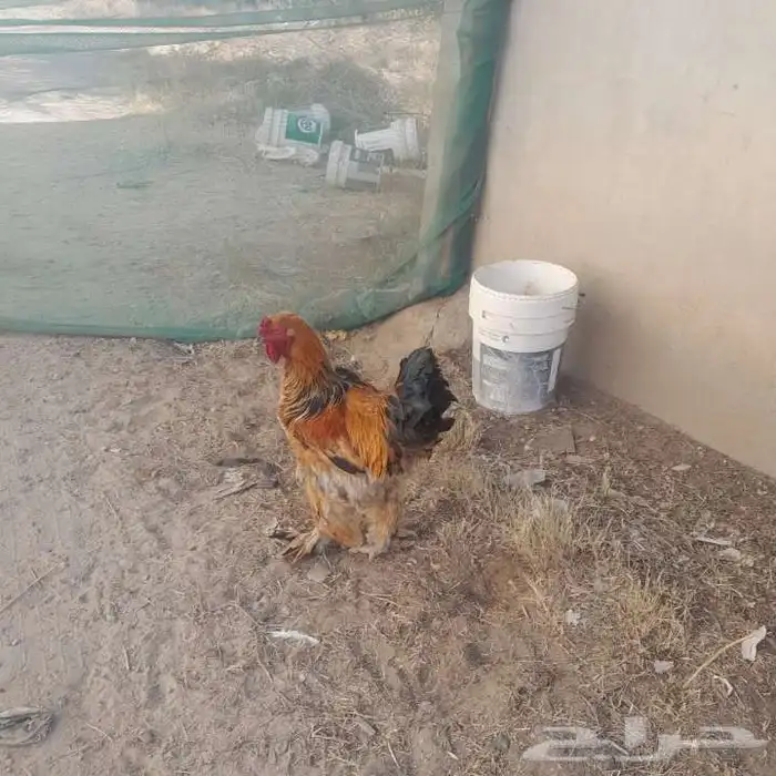 ديك براهما 1