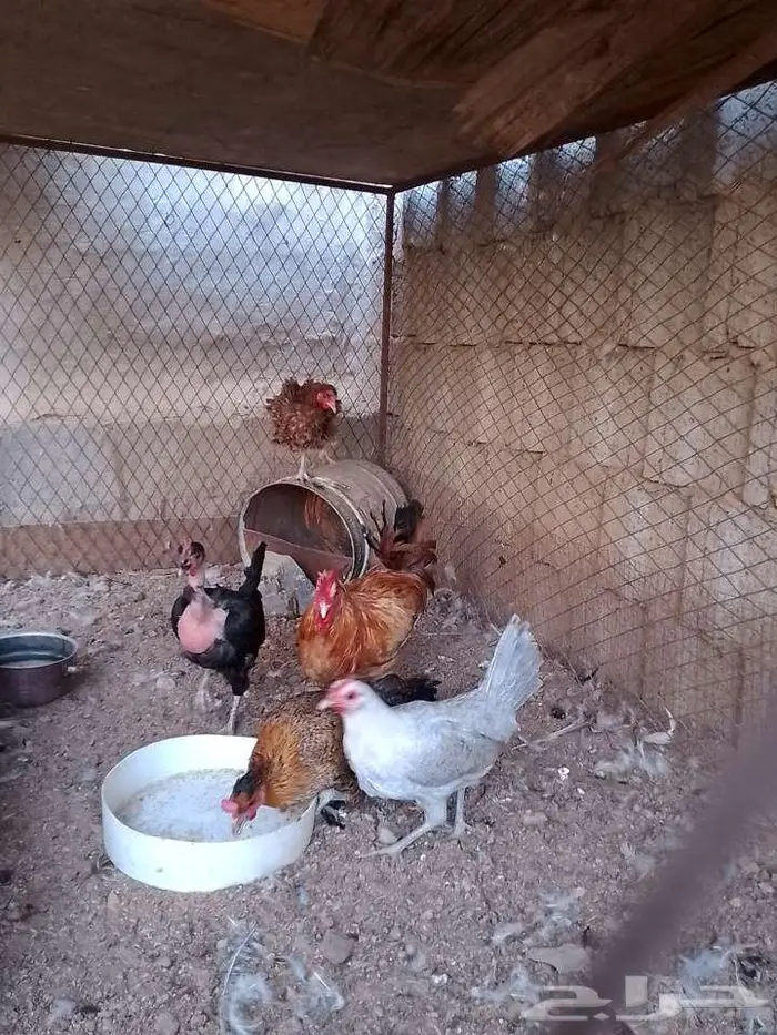 دجاج بلدي بياض بالحرازات 0