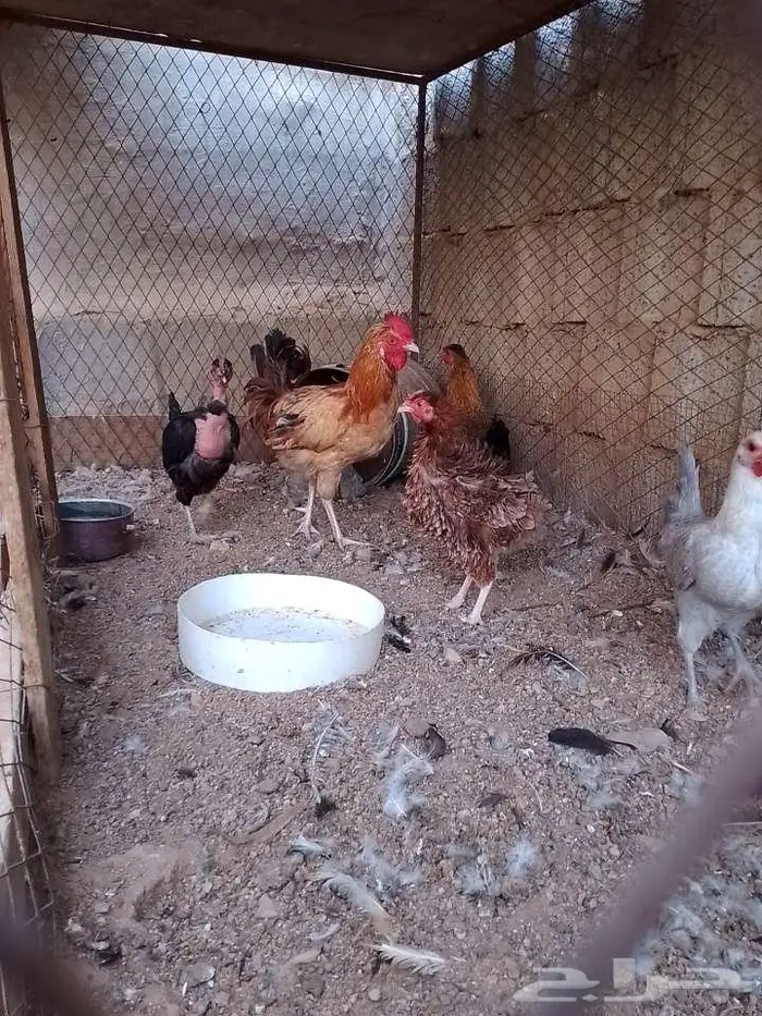 دجاج بلدي بياض بالحرازات 1
