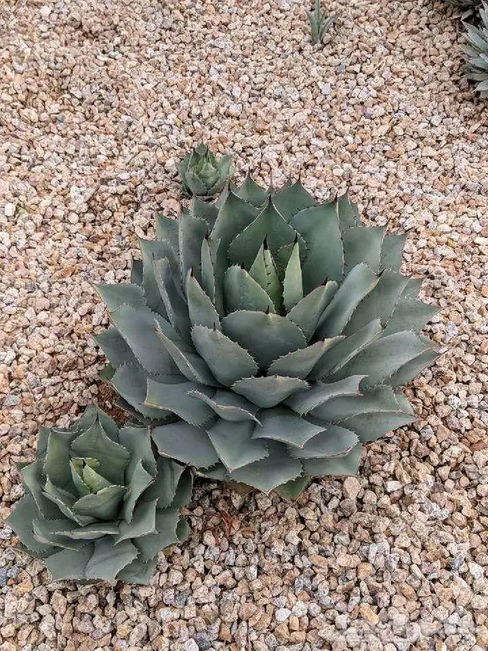 صبار طبيعي فاخر بأشكال نادرة لتزيين الحدائق والمنزل 22