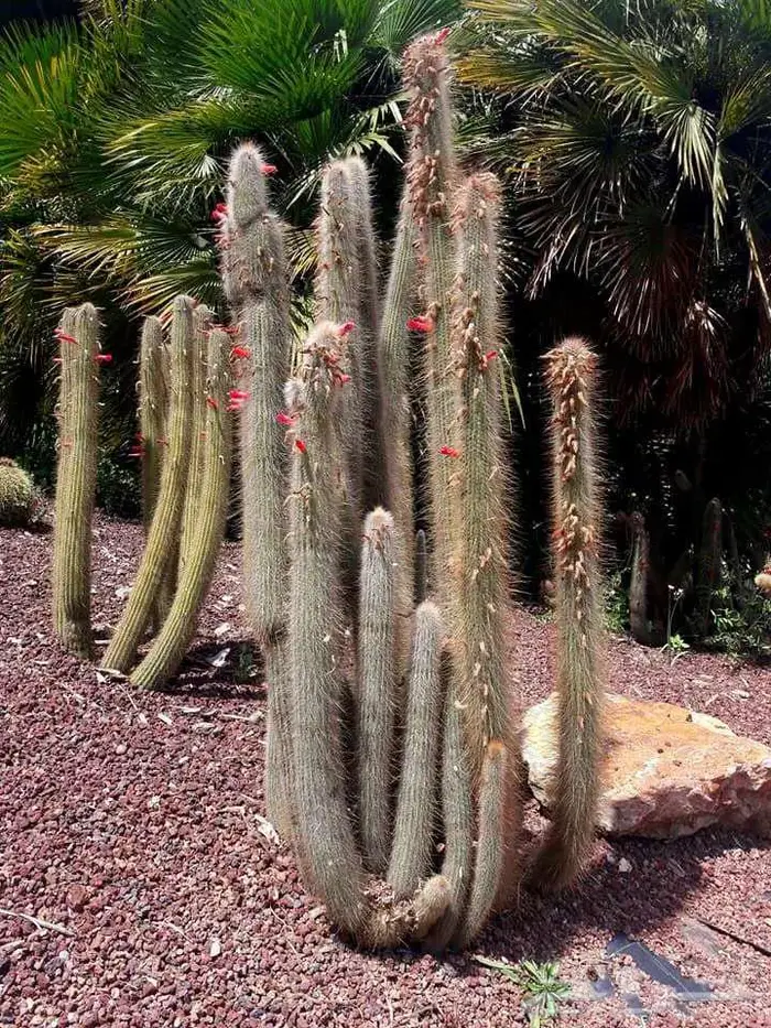 صبار طبيعي فاخر بأشكال نادرة لتزيين الحدائق والمنزل 35