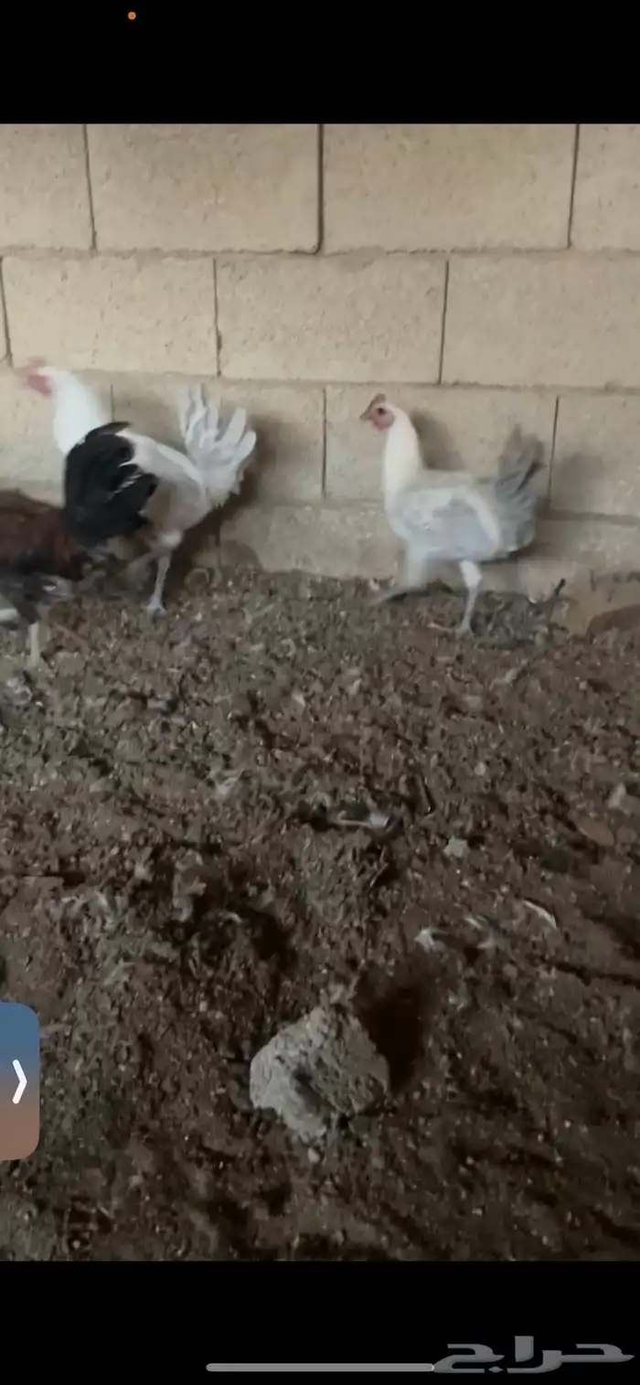 ديكة ودجاجة رومي 2