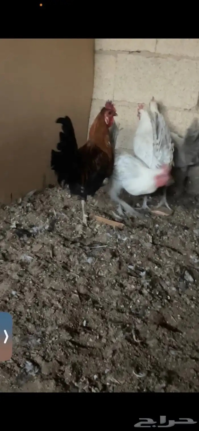 ديكة ودجاجة رومي 3