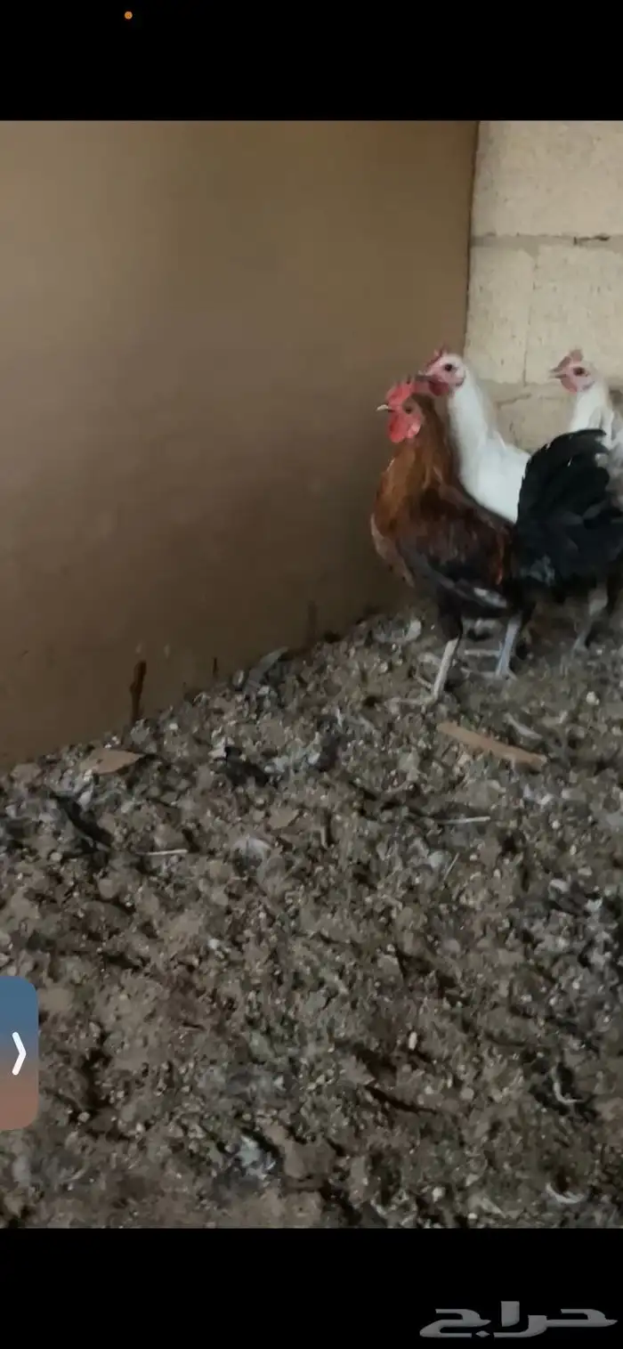 ديكة ودجاجة رومي 4