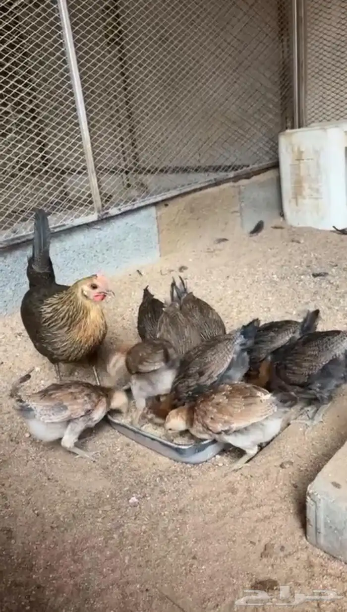 فروخ دجاج عربي اصيل فري انتاج حضان 3