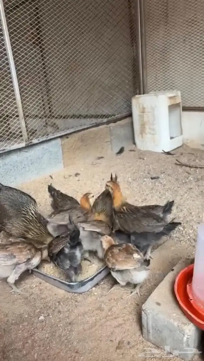 فروخ دجاج عربي اصيل فري انتاج حضان 2