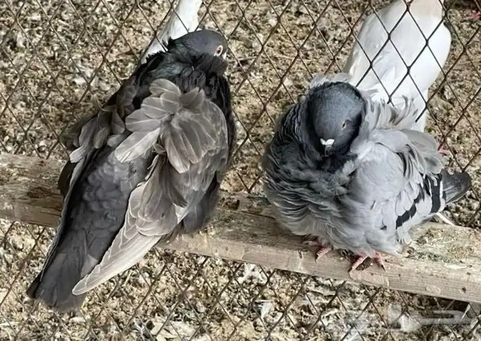 للبيع ذكر وانثى على السوم 1