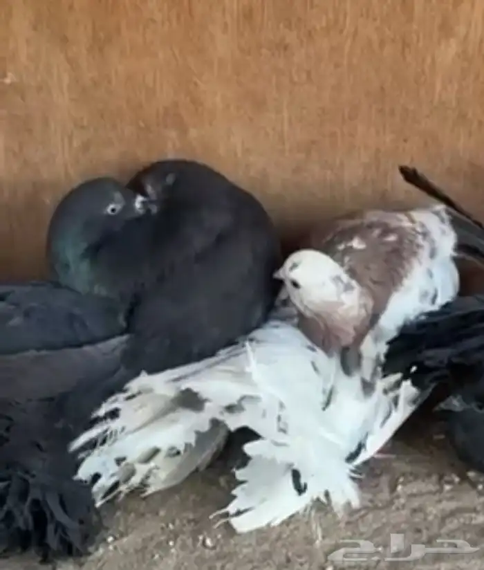 رقاص هولندي فناتيل 4