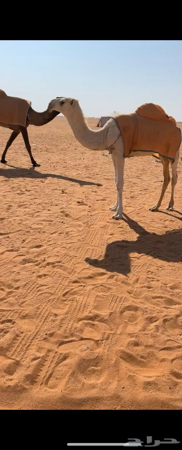 للبيع البكره الباتليه 0