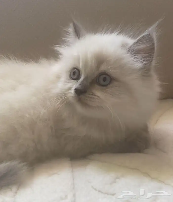 كتن هملايا للبيع 1