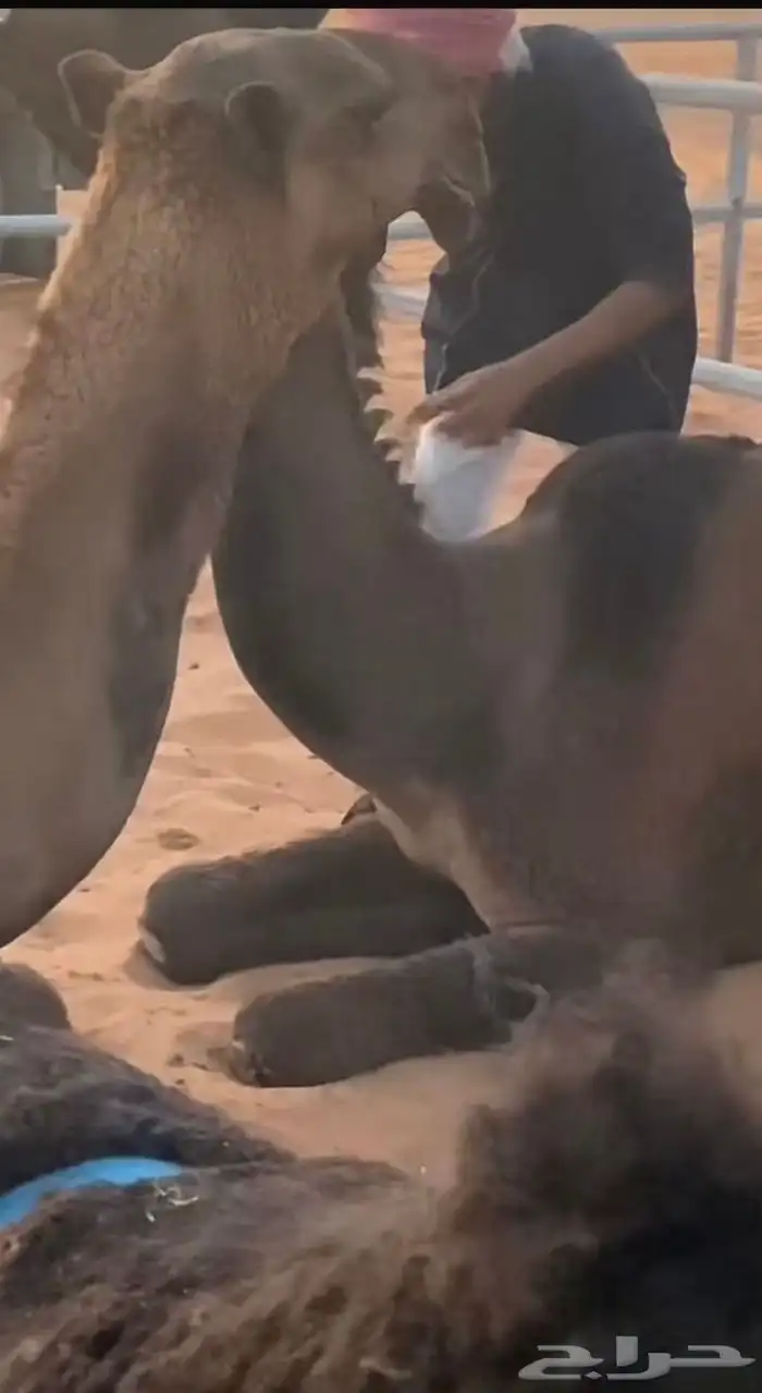 فحل اصفر منتج 3