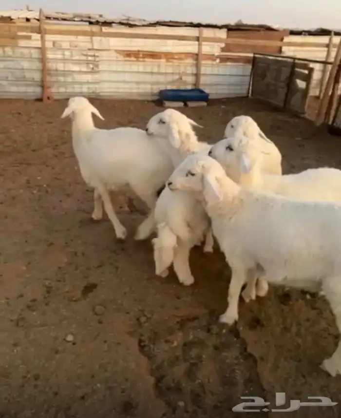 خرفان فل الفل للبيع 0