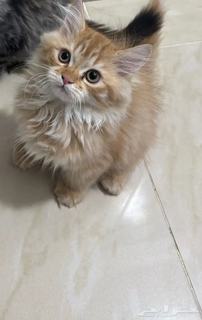 قط للبيع 1