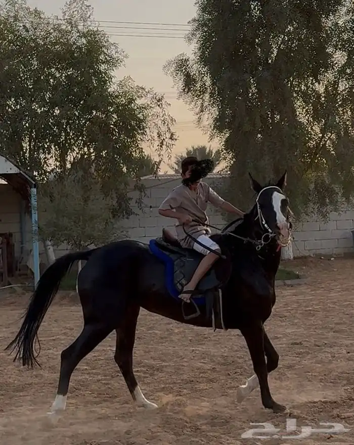 فرس دهماء محجلة ثلاث طلق اليمين 3