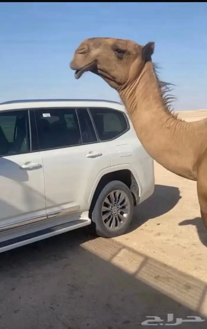 فحل اصفر منتج 4