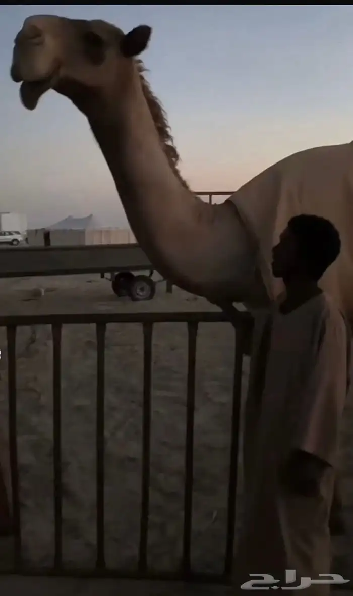 فحل اصفر منتج 1