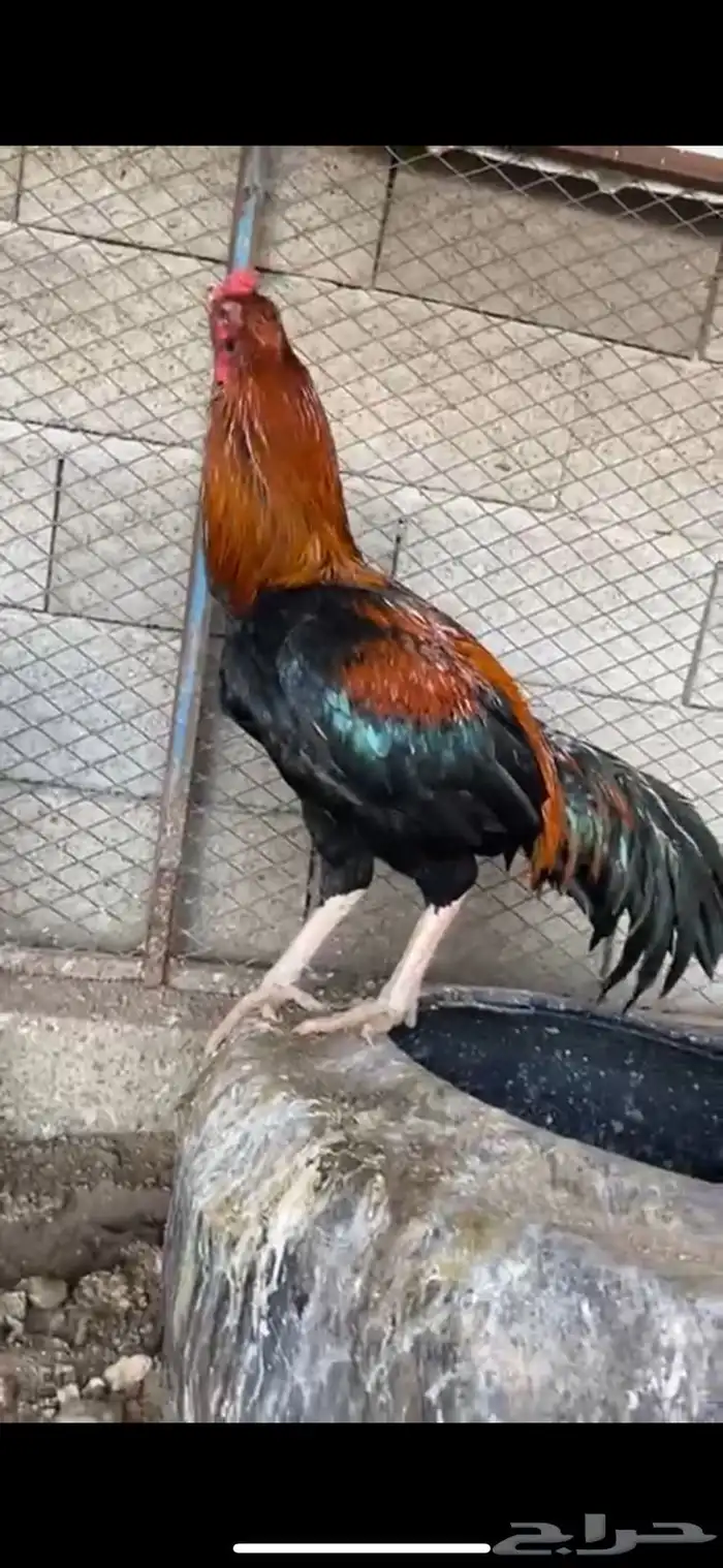 الطائف حي الرميده 0