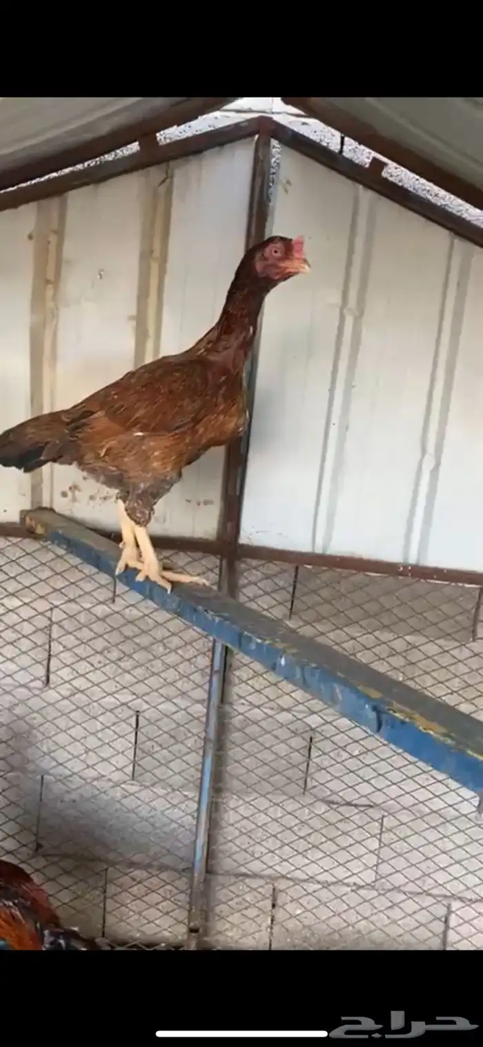 الطائف حي الرميده 1