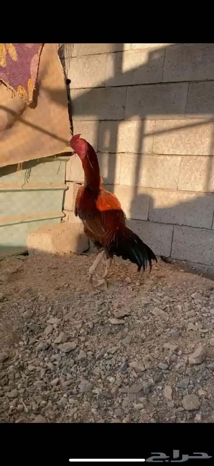 الطائف حي الرميده 4