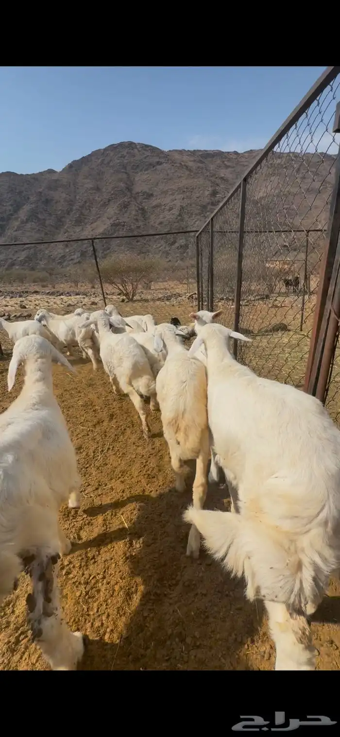 15 طليان ورخال تبارك الرحمن 9