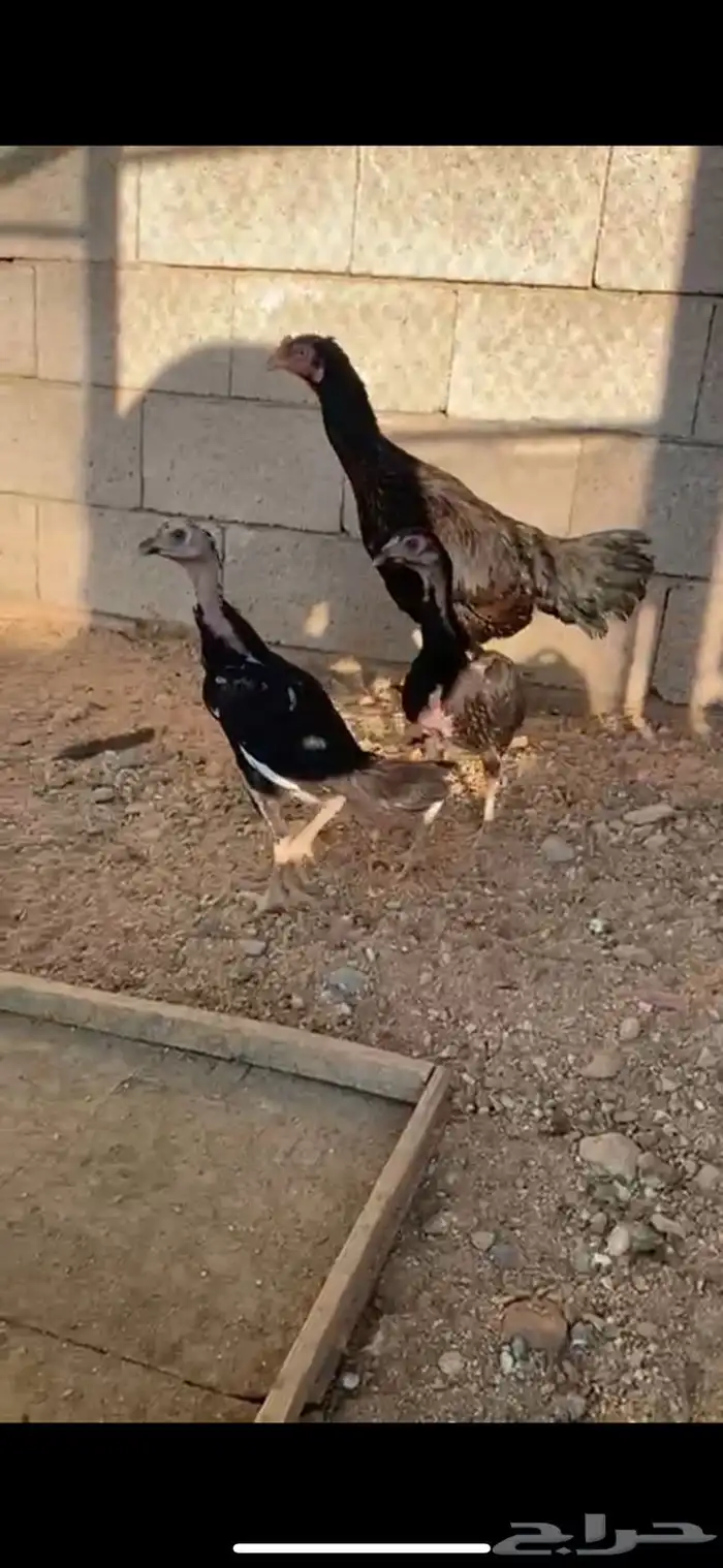 الطائف حي الرميده 6