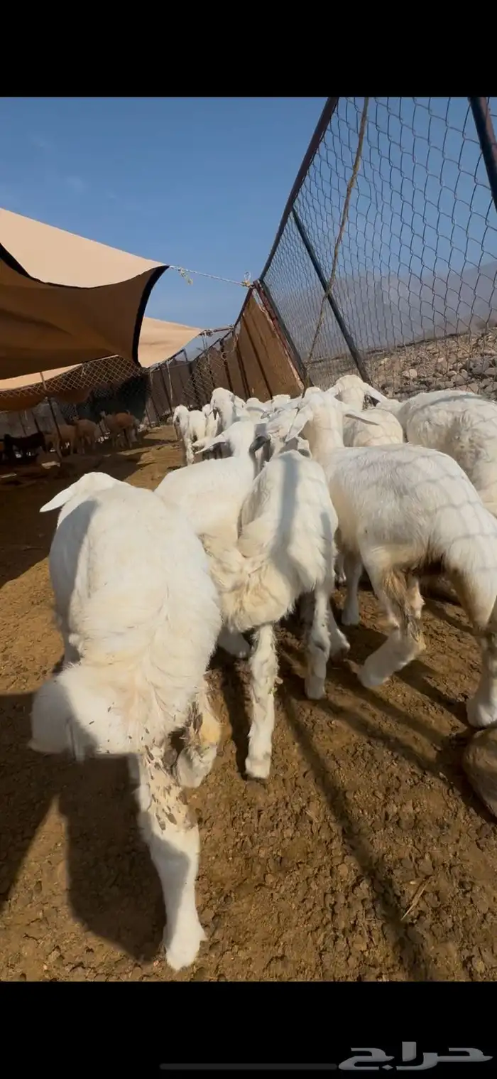 15 طليان ورخال تبارك الرحمن 1