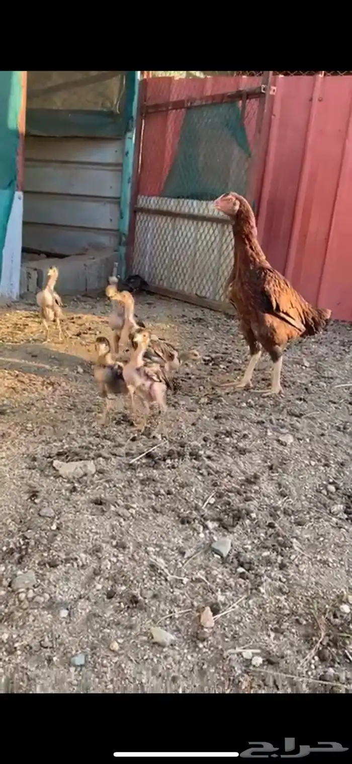 الطائف حي الرميده 7