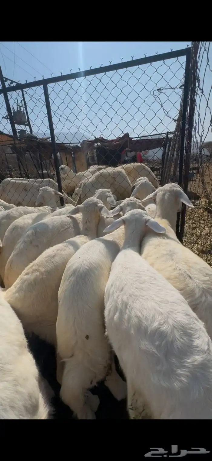 15 طليان ورخال تبارك الرحمن 0