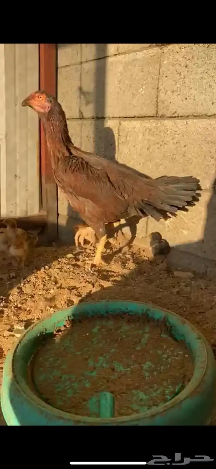 الطائف حي الرميده 3