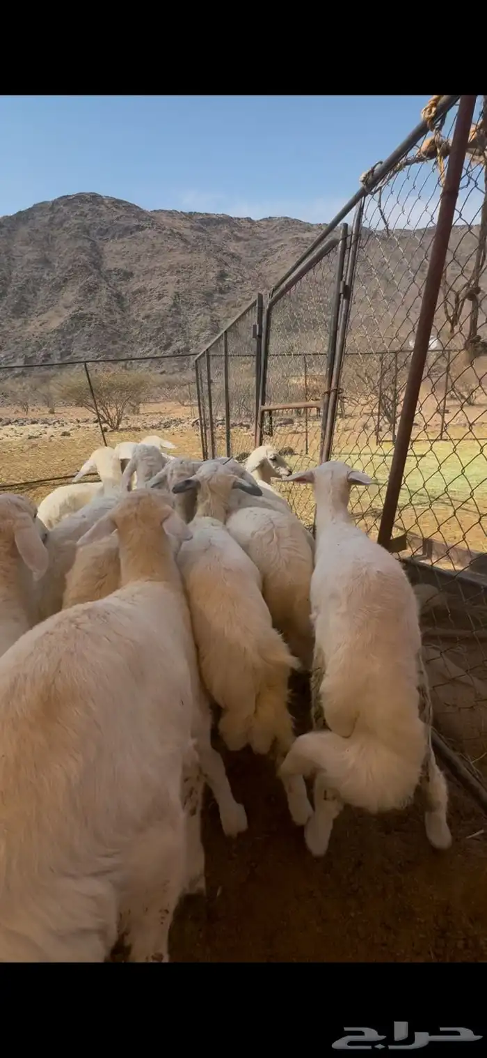 15 طليان ورخال تبارك الرحمن 5