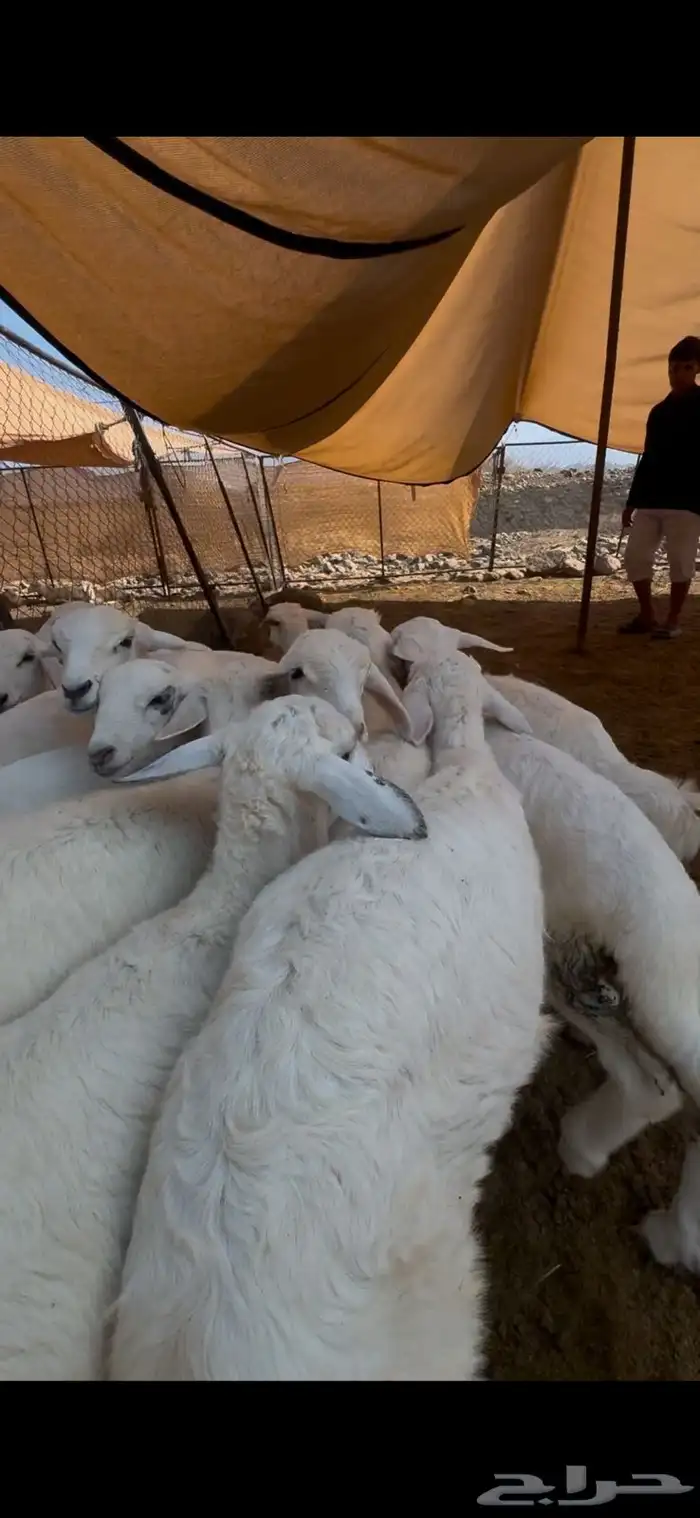 15 طليان ورخال تبارك الرحمن 2