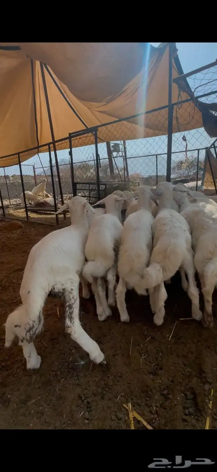 15 طليان ورخال تبارك الرحمن 7