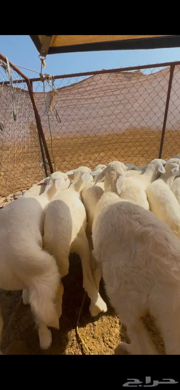 15 طليان ورخال تبارك الرحمن 6